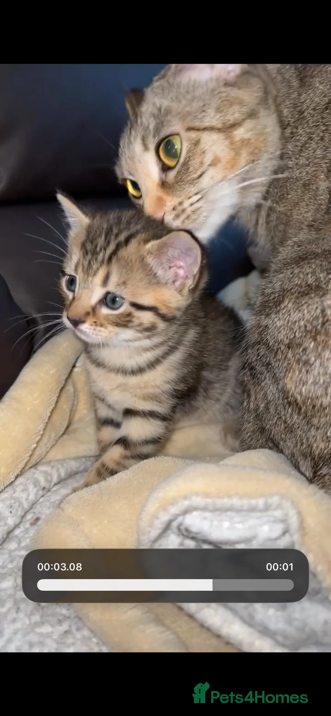 Mixed Breed cats for sale: Adorable Tabby Kittens Looking for Loving Homes 🐾 - Advert 4