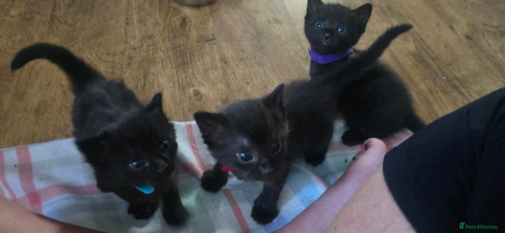 Siamese cats 3 remining Siamese X British Shorthair kittens - Advert 2