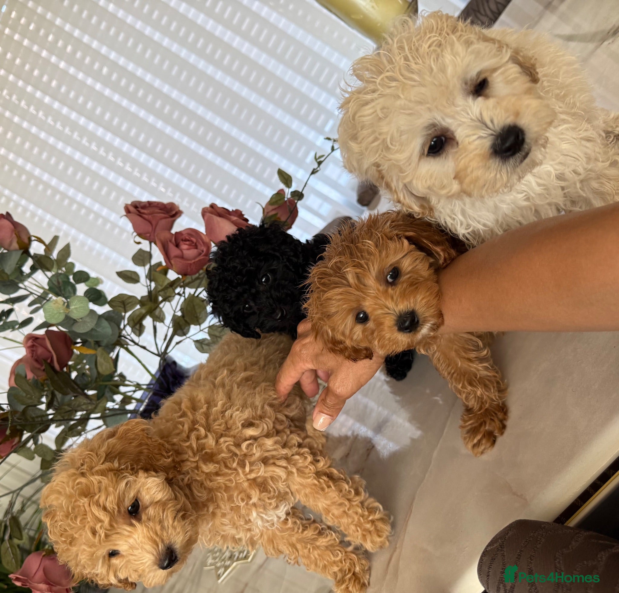 Toy Poodle dogs two little house trained gorgeous pups left - Advert 5