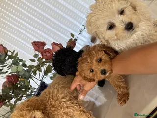 Toy Poodle dogs two little house trained gorgeous pups left - Advert 5