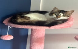 Mixed Breed cats for sale: Female kitten 10 months old £30  - Image 1