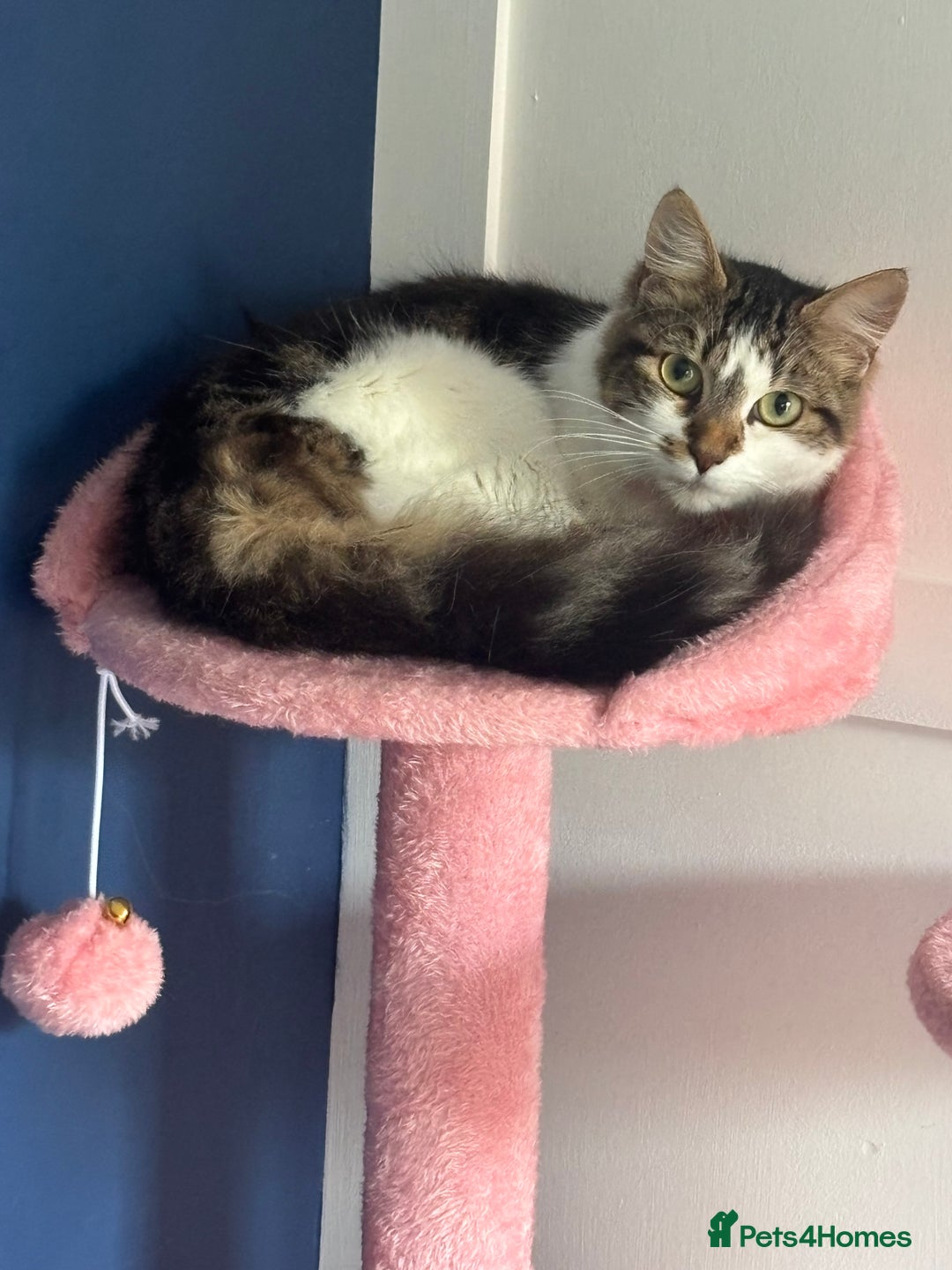 Mixed Breed cats for sale: Female kitten 10 months old £30  - Image 1