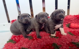 Staffordshire Bull Terrier dogs for sale: Health tested KC Staffordshire Bullterrier puppy’s - Image 1
