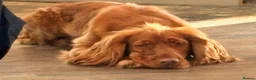 Cocker Spaniel dogs for sale: Cocker Spaniel for rehoming in Spalding - Advert 3