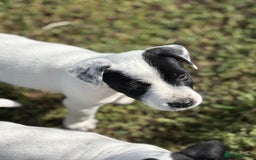 Jack Russell dogs for sale: Jack Russell Dog Puppies - Image 7