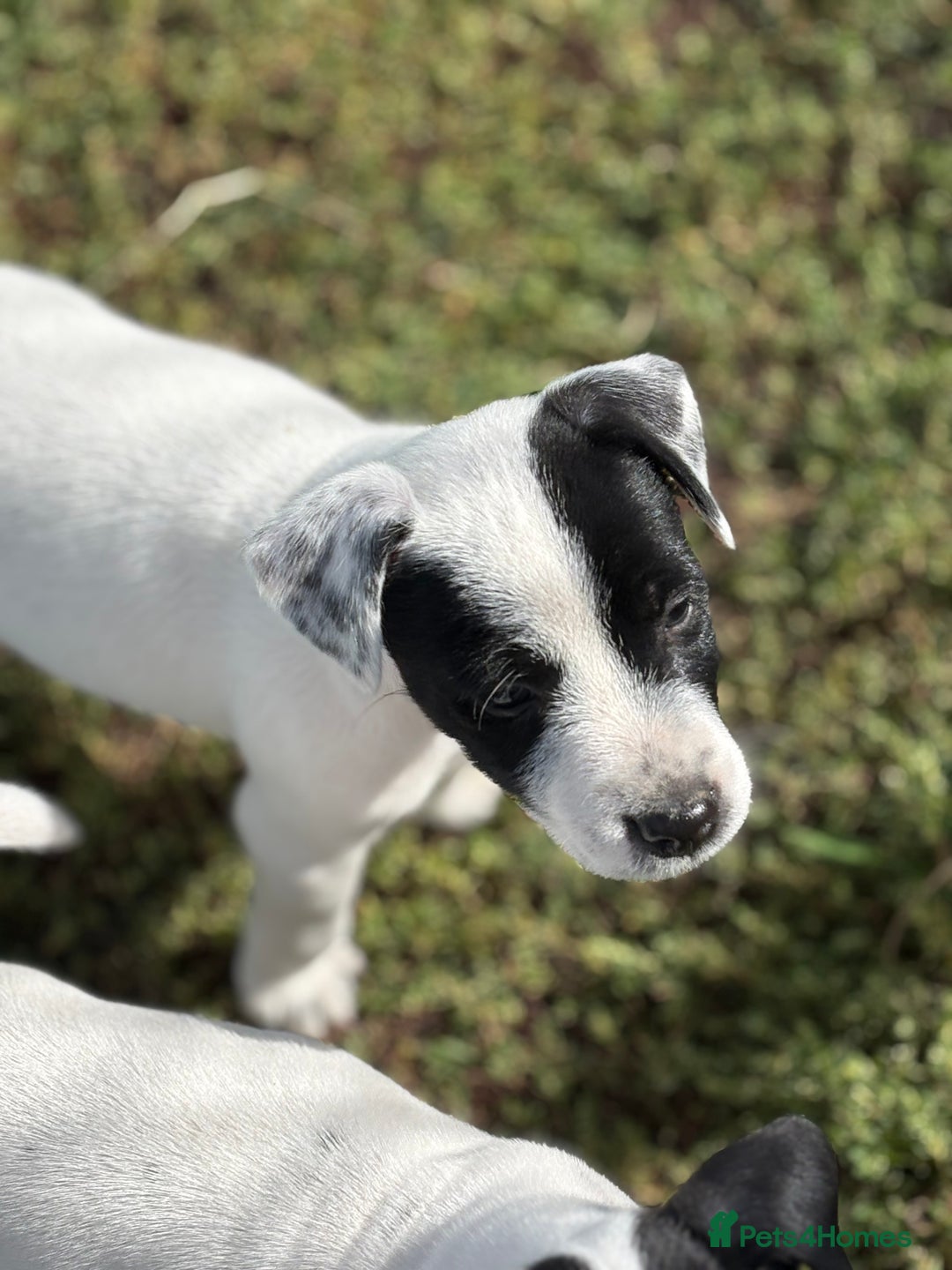 Jack Russell dogs for sale: Jack Russell Dog Puppies - Image 7