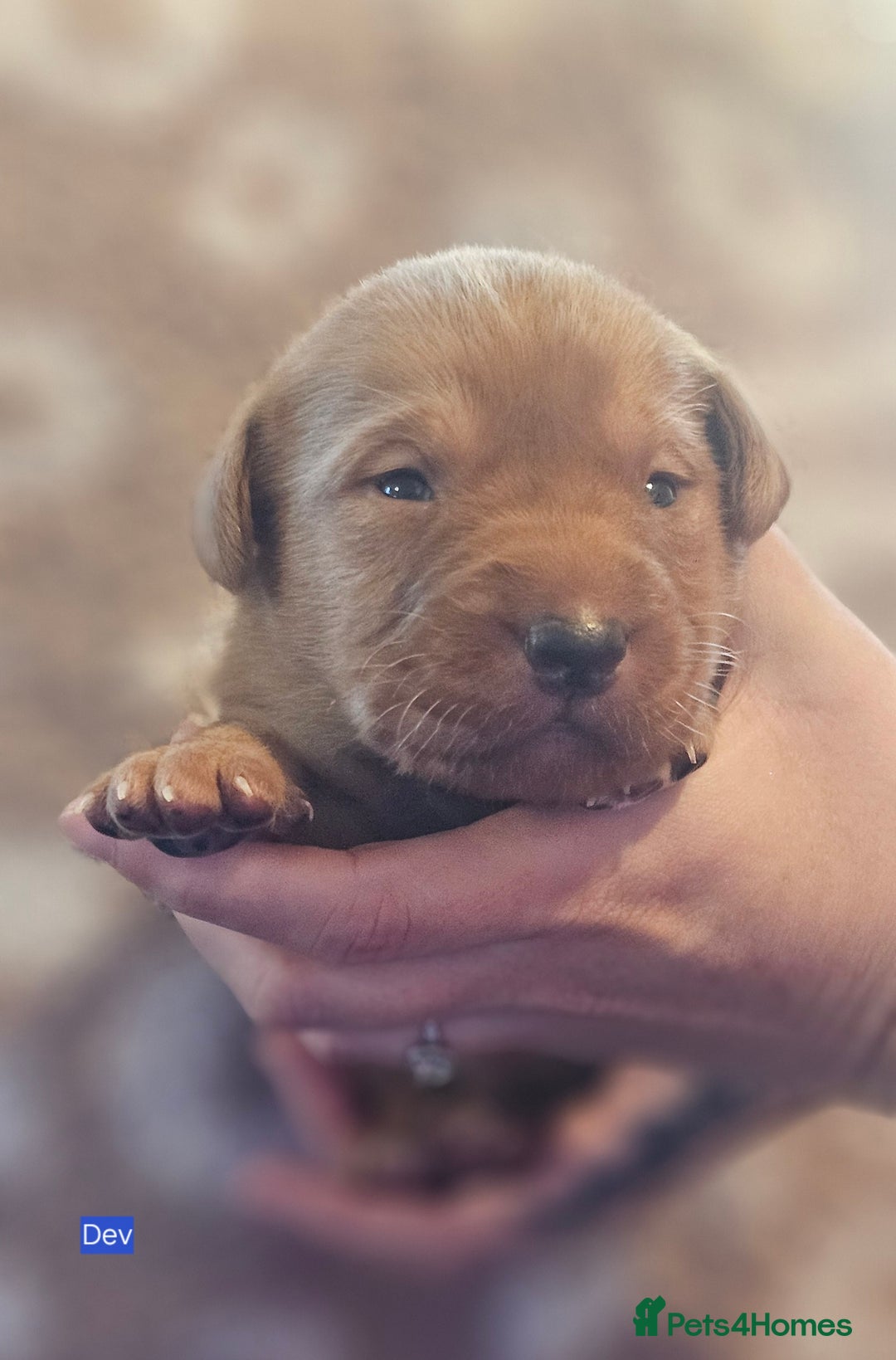 Labrador Retriever dogs for sale: KC Fox Red Labrador Puppys - Advert 36