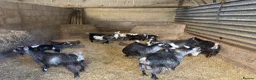 Goats livestock for sale: Beautiful pedigree Pygmy goats   - Advert 5