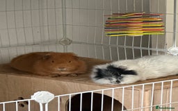 Guinea Pig rodents for sale: 2 Male Guinea pigs with cage - Image 7