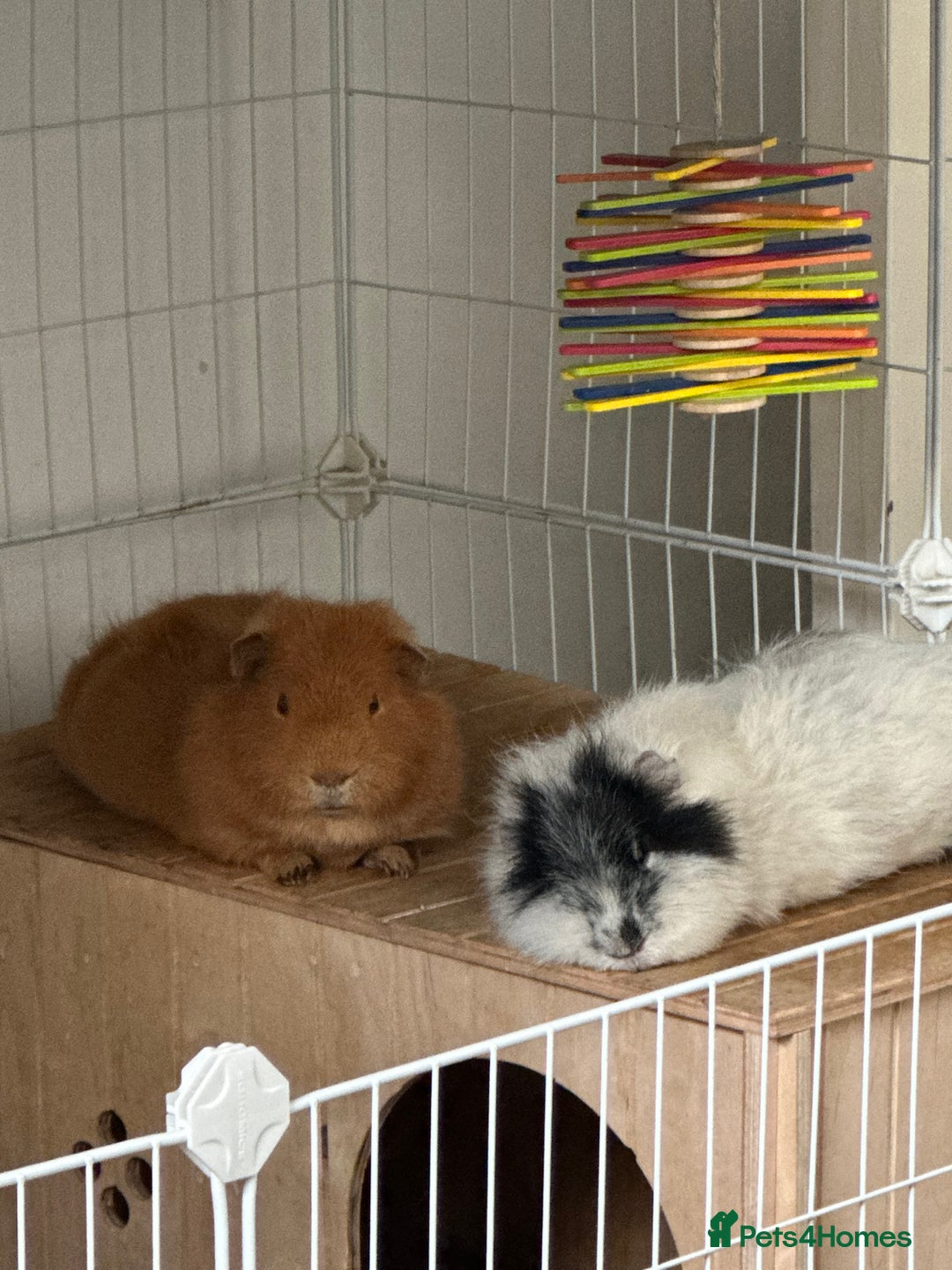 Guinea Pig rodents for sale: 2 Male Guinea pigs with cage - Image 7