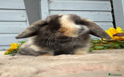 Mini Lop rabbits for sale: Stunning mini lop bunnies - Image 5