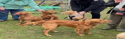 Golden Retriever dogs for stud: Proven Golden Retreiver for stud  in Hassocks - Advert 26