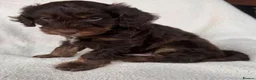 Cockapoo dogs for sale: Adorable cockapoo boy in Stoke-on-Trent - Advert 5