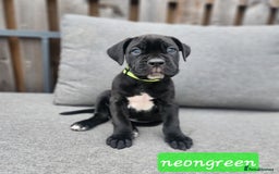 Cane Corso dogs for sale: 💜 gorgeous cane corsos puppies 💜ready in 3 weeks - Image 25