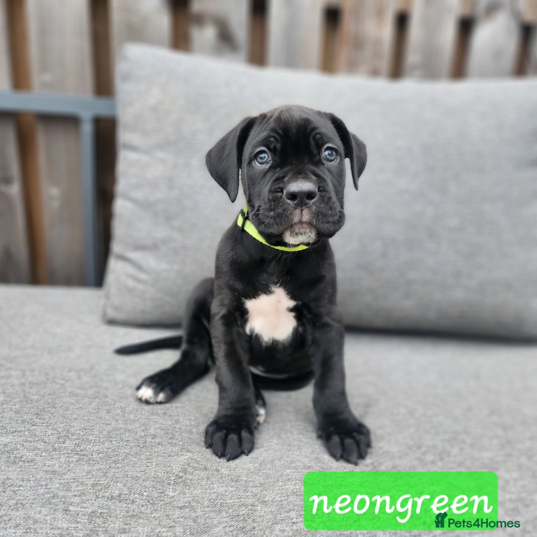 Cane Corso dogs for sale: 💜 gorgeous cane corsos puppies 💜ready in 3 weeks - Image 25