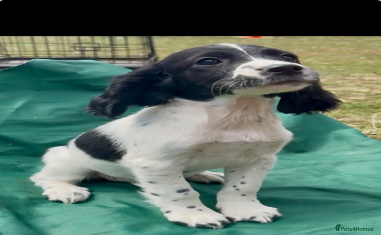 Sprocker dogs - Advert 8