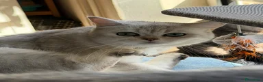 Laluna with grey collar 