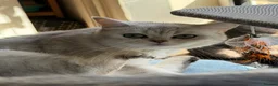 British Shorthair cats for sale: British Shorthair  - Advert 20