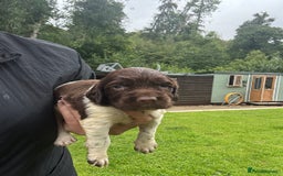 English Springer Spaniel dogs for sale: Springer Spaniel Puppies  - Image 33