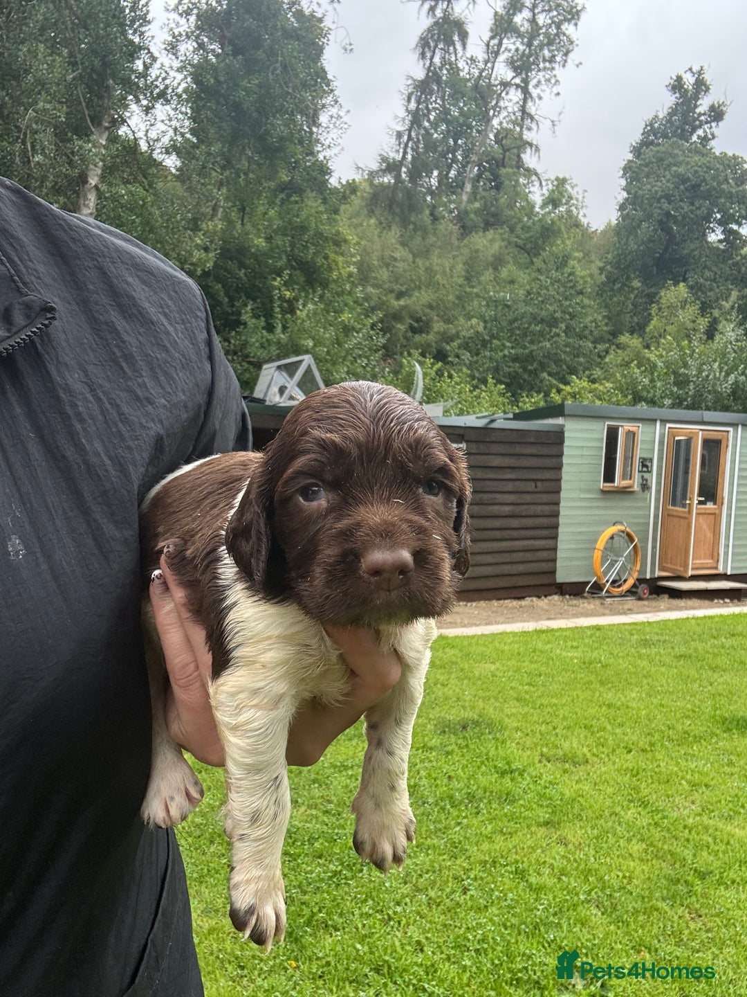 English Springer Spaniel dogs for sale: Springer Spaniel Puppies  - Image 33