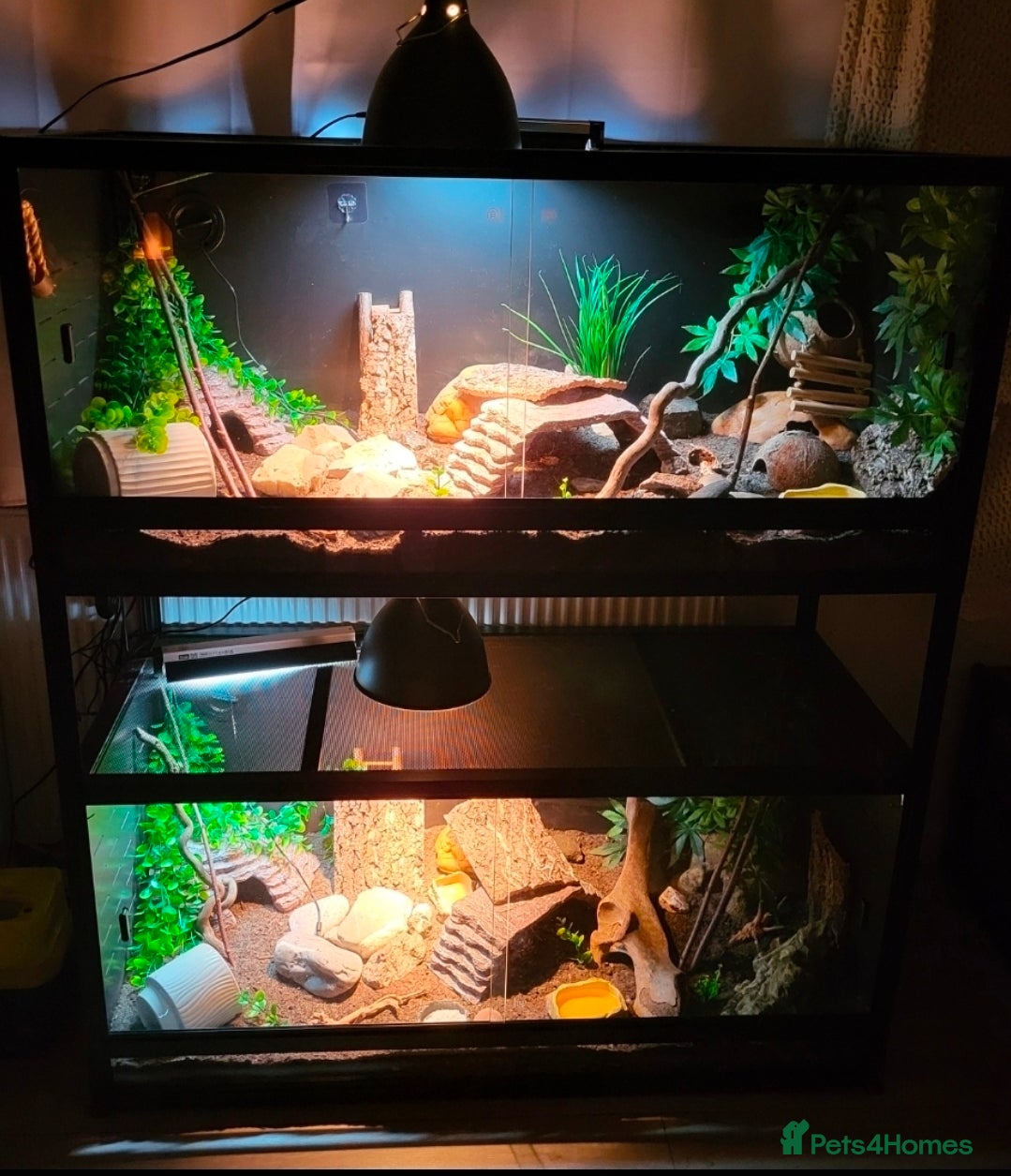 Leopard Gecko reptiles 2 leopard geckos and 2 complete setups - Advert 2