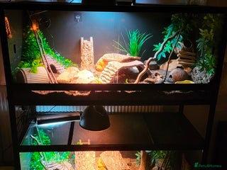 Leopard Gecko reptiles 2 leopard geckos and 2 complete setups - Advert 1