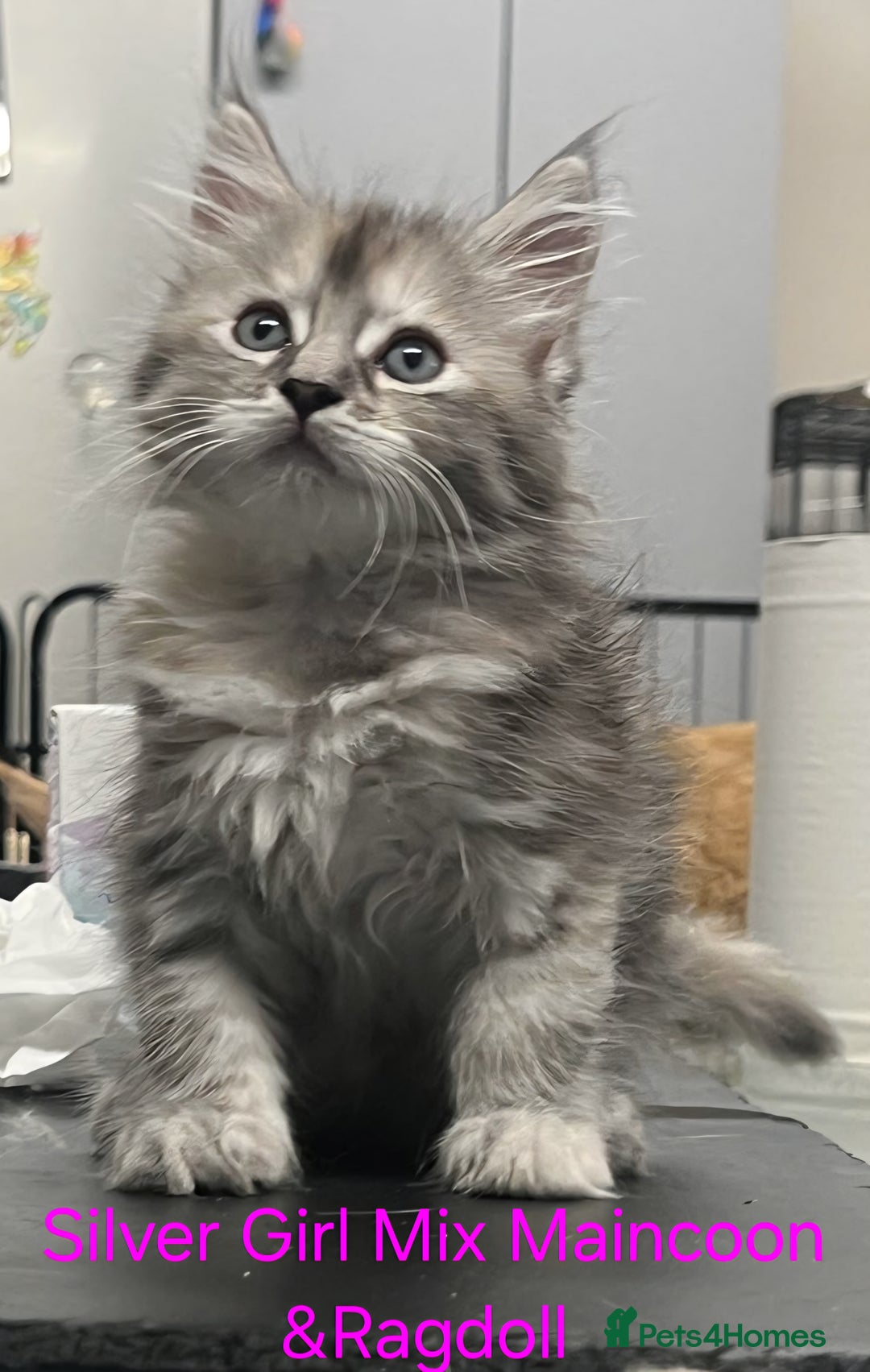 Maine Coon cats for sale: Maincoon Kitten For Sale - Image 15
