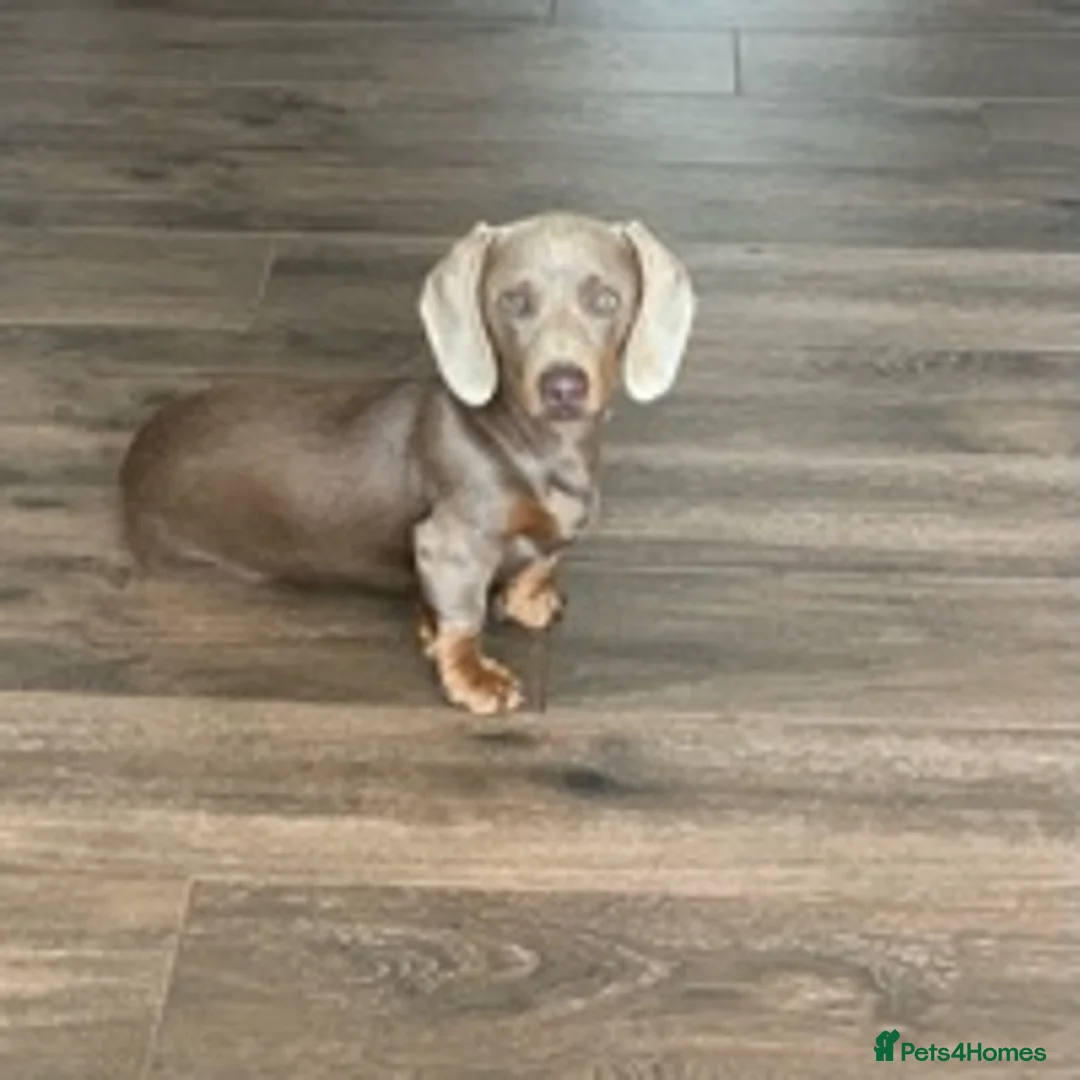 Miniature Dachshund dogs for stud: KC Reg Isabella & tan carrying long hair / pied in Welwyn - Advert 8