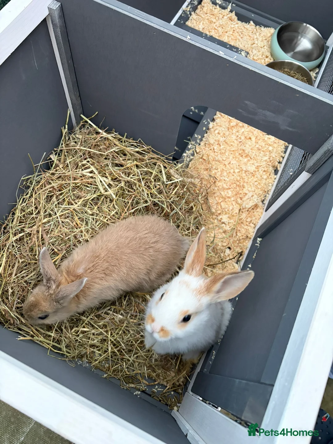 Mixed Breed rabbits for sale: Two rabbits for sale male / female  in Durham - Advert 1