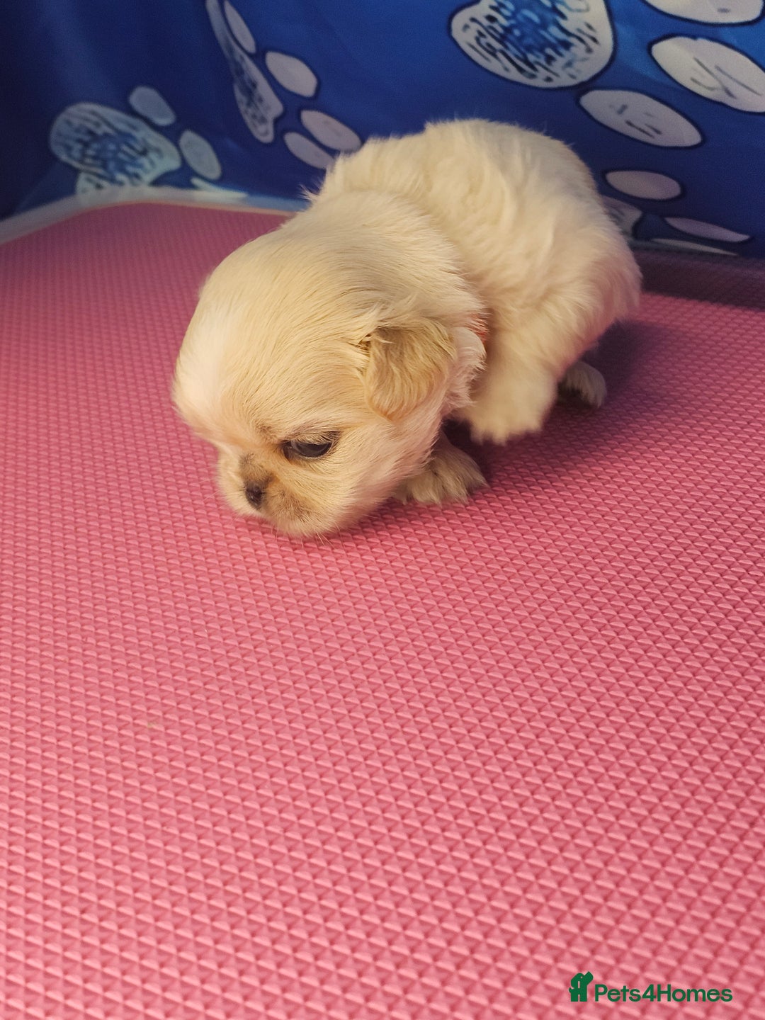 Shih Tzu dogs for sale: Pedigree smallest possible size Shih Tzu - Advert 11