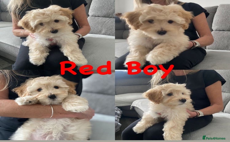 Maltipoo dogs - Advert 1