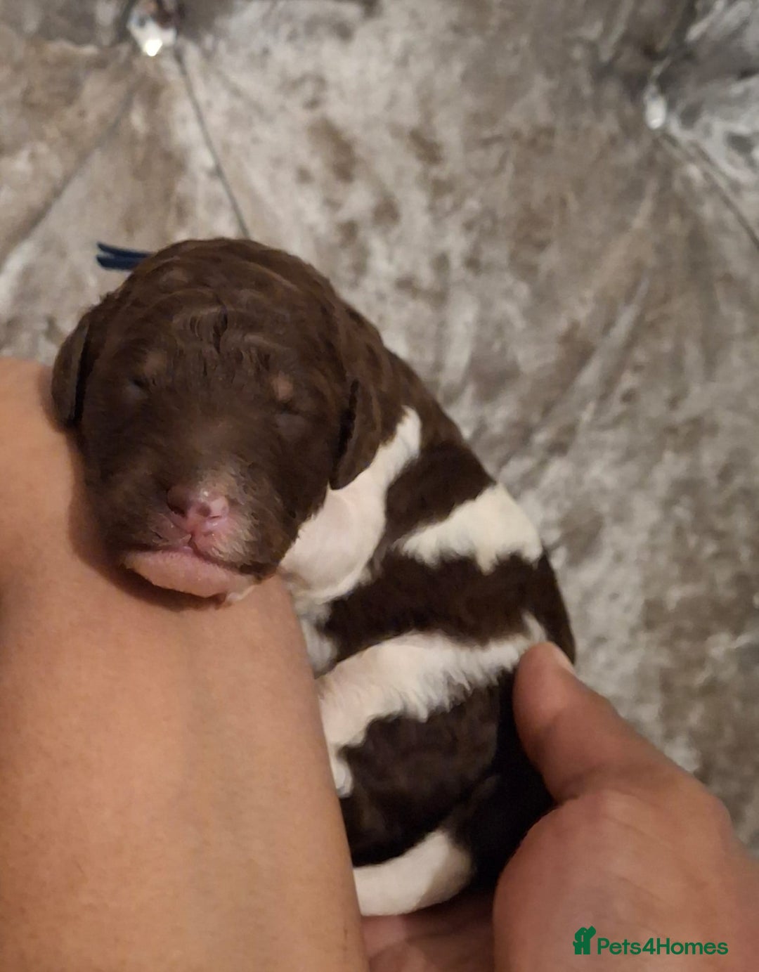 Standard Poodle dogs for sale: Beautiful KC registered parti tris - Advert 27