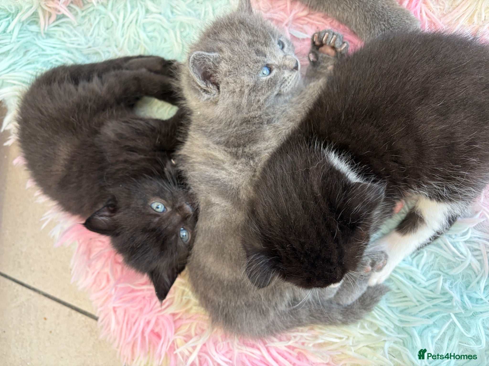 Scottish Fold cats 3 Scottish Fold Kittens 8 JUNE - Advert 13