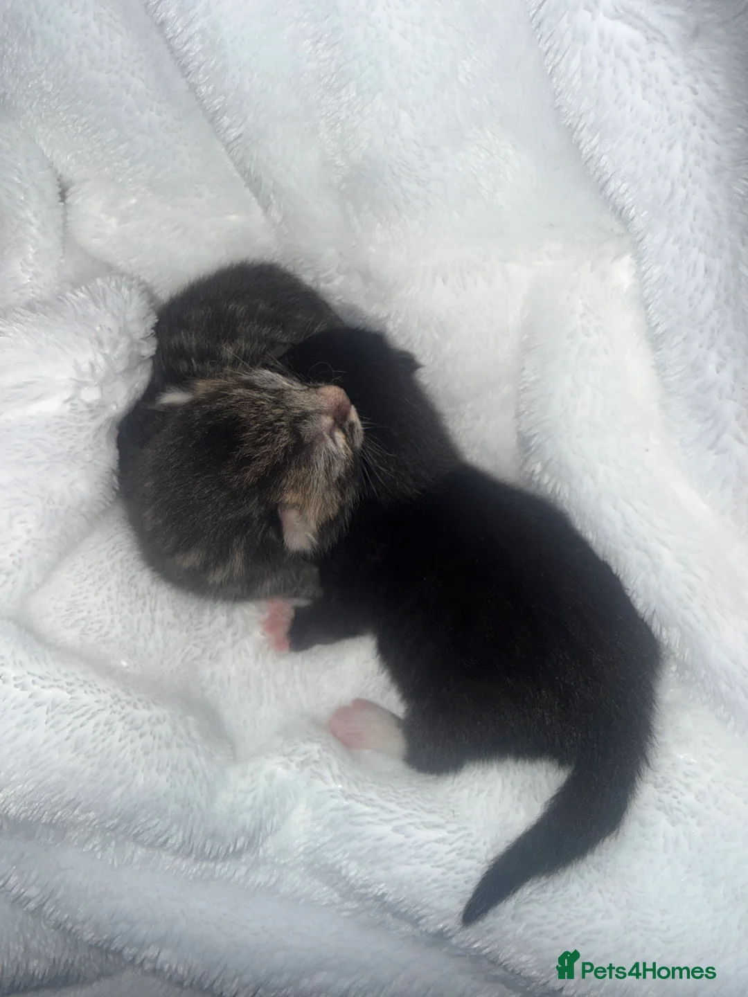 Mixed Breed cats for sale: 2 kittens  - Advert 2