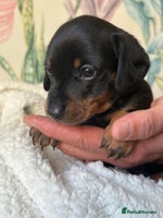 Miniature Dachshund dogs - Advert 4