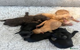 Cavapoo dogs for sale: Beautiful cavapoo puppies 🐾 - Image 15