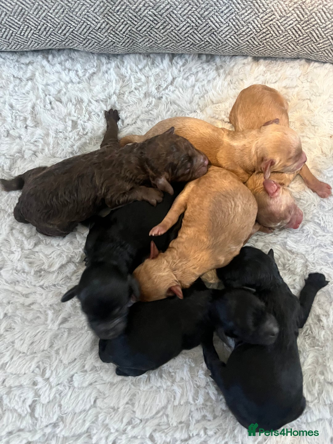 Cavapoo dogs for sale: Beautiful cavapoo puppies 🐾 - Image 15