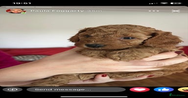 Cavapoo dogs - Advert 6