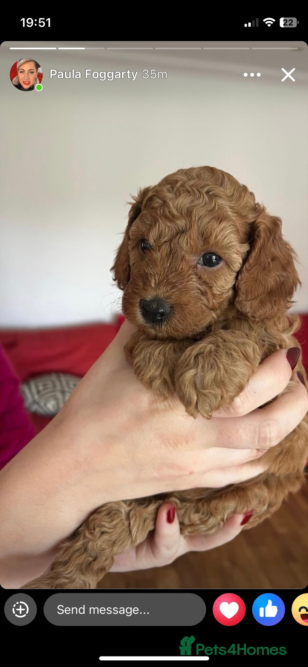 Cavapoo dogs for sale: Absolutely stunning Cavapoo Puppies for sale. - Image 3