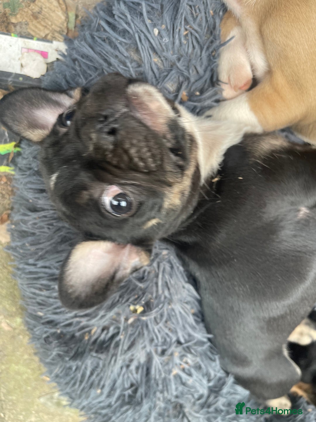French Bulldog dogs for sale: French bulldog - Image 18