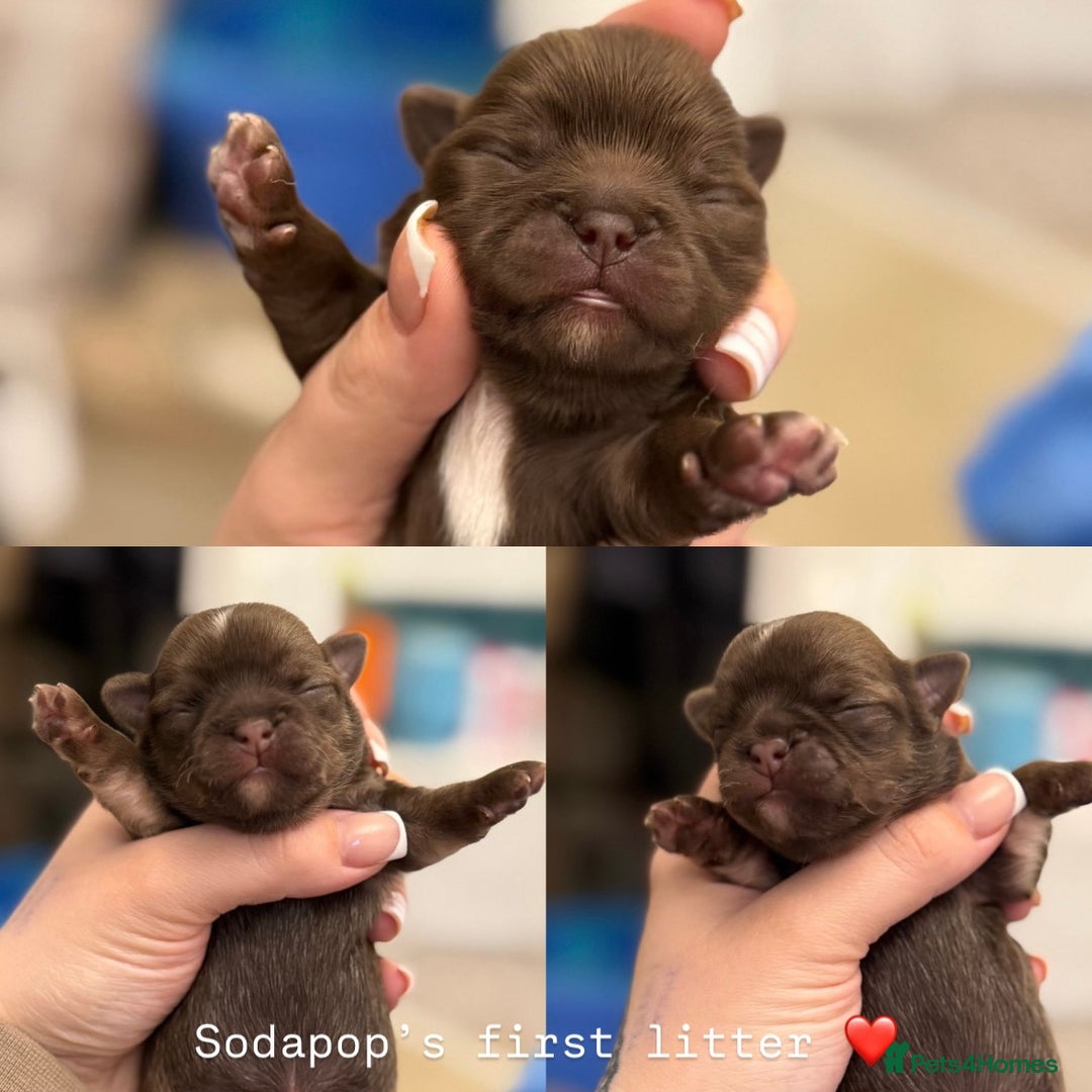 Chihuahua dogs for stud: ❤️ KC REG EXTENSIVELY HEALTH TESTED STUD ❤️ in London - Advert 28