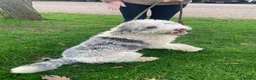 Sheepadoodle dogs for sale: Midi Sheepadoodle READY NOW - Advert 17