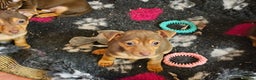 Jack Russell dogs for sale: Gorgeous Chocolate and Tan Jack Russell Puppies - Advert 4