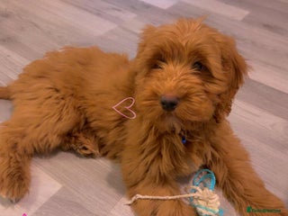 Cockapoo dogs Cockapoo puppy - Advert 5