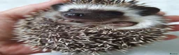Pygmy Hedgehog rodents for sale: Full pedigree African pygmy hedgehog babies  - Advert 11