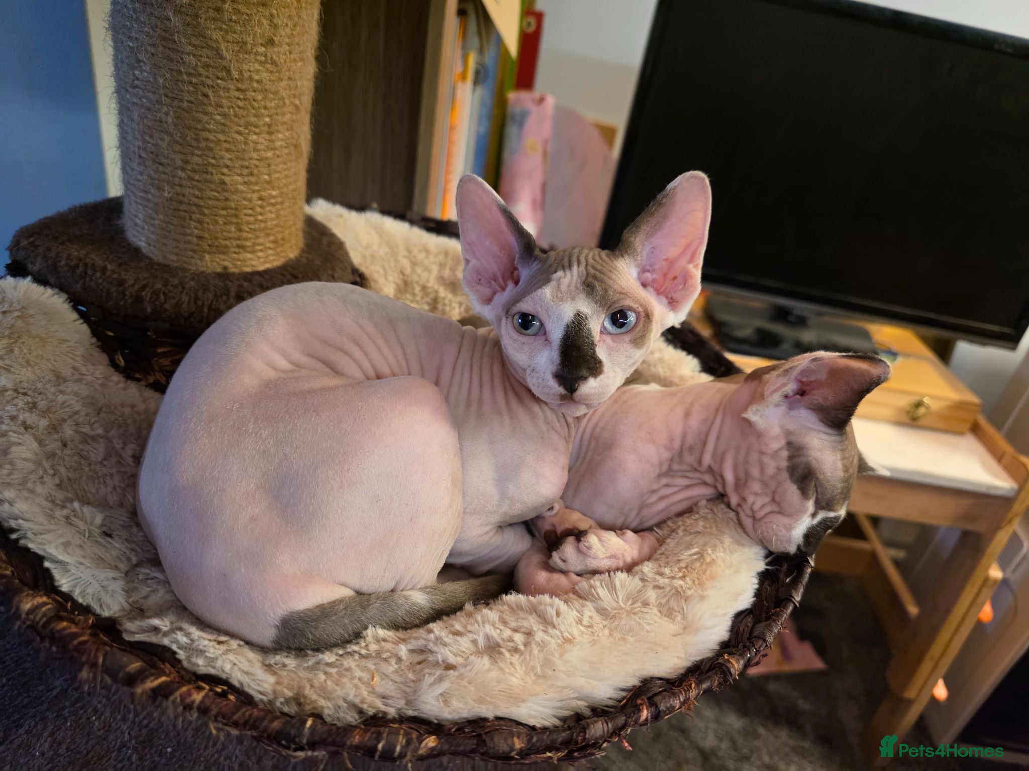 Sphynx cats Odd eyed pedigree sphynx kitten  Health Guarantee  - Advert 5