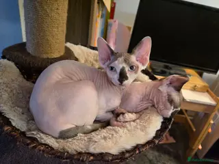 Sphynx cats Odd eyed pedigree sphynx kitten Health Guarantee - Advert 5