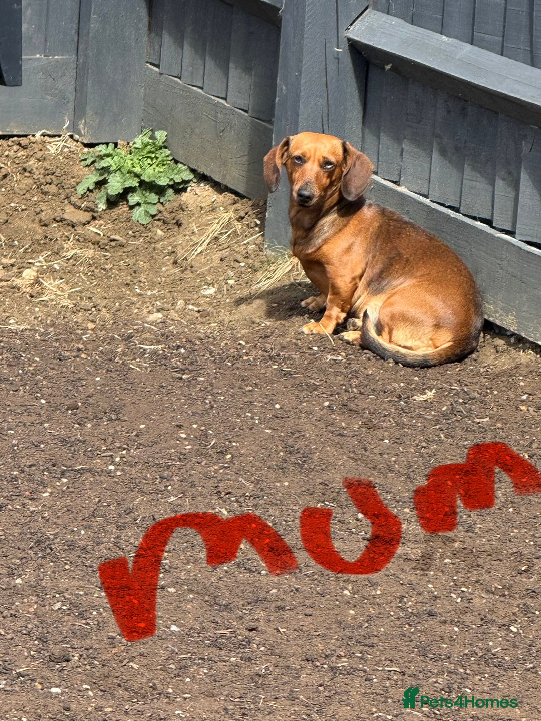 Dachshund dogs for sale: Longhaired black & tan & also a smooth - Advert 2