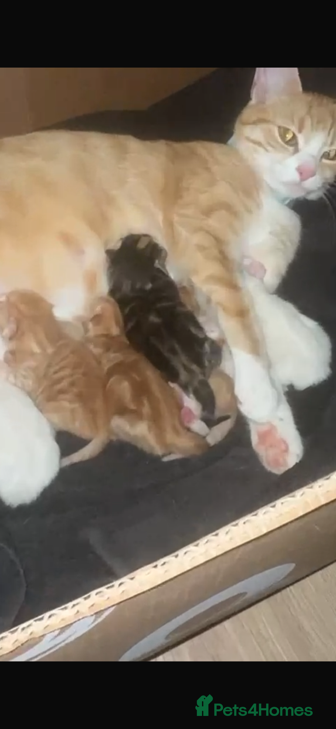 Domestic Shorthair cats for sale: Kittens looking for forever home.  - Image 17