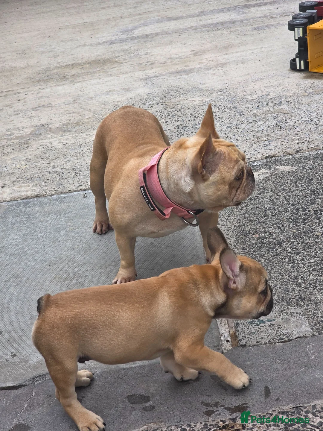 French Bulldog dogs for sale: 9 week old french bulldog pup - Advert 9